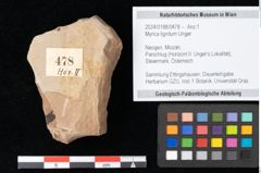 Foto (Objekt + Etikett) von Myrica lignitum Unger (NHMW-GEO-2024-0188-0478)